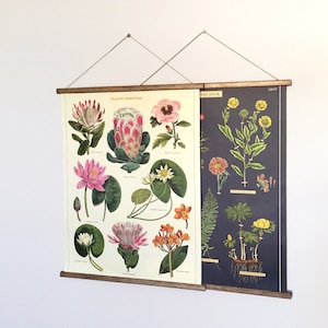 Tropische Blumen und Wasserpflanzen Vintage Poster Schulkarte