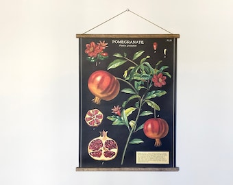 Pomegranate vintage poster botanical school chart