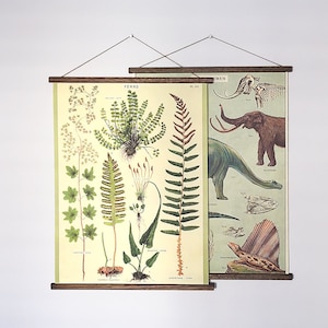 Gráfico botânico da escola de pôster vintage de samambaias