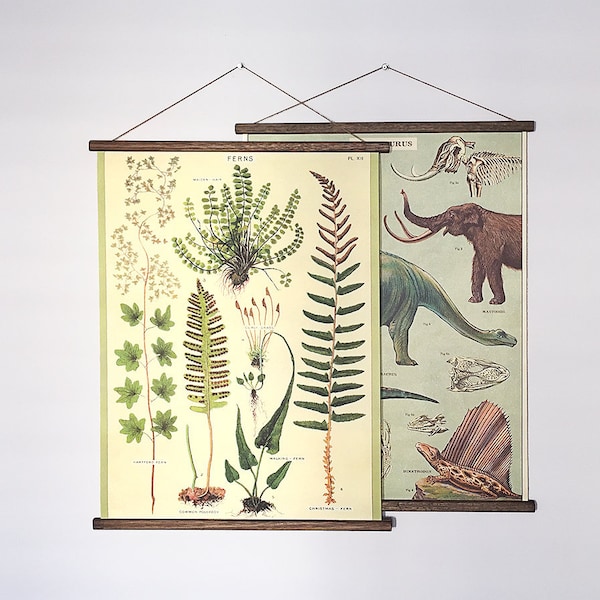 Ferns vintage poster school botanical chart
