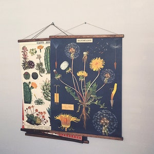 Vintage poster paardebloem botanische schoolkaart
