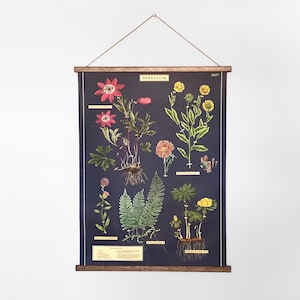 vintage school chart - herbarium vintage school chart - herbarium