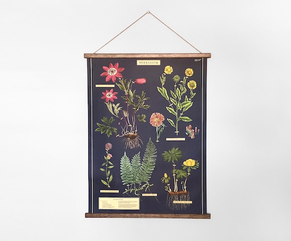 vintage school chart - herbarium vintage school chart - herbarium