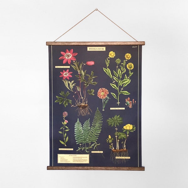 Herbarium vintage poster botanical school chart