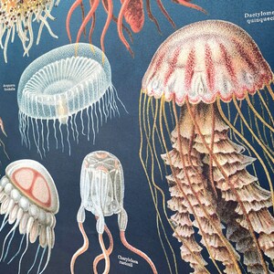 以下が含まれることがあります： さまざまな種類のクラゲのヴィンテージイラスト。イラストは濃い青色の背景に描かれています。クラゲは、触手、ベル、その他の特徴がはっきりと見えるように詳細に描かれています。クラゲの名前は、各イラストの下に筆記体で書かれています。名前は次のとおりです。*Aglaura hemistoma*、*Polyorchis penicillatus*、*Carybdea rastoni*、*Dactylometra quinquecirra*。
