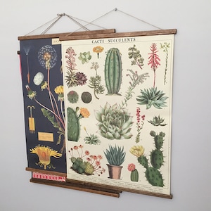 Cacti & Succulents vintage poster school chart