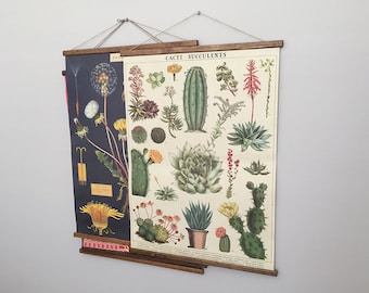 Cacti & Succulents vintage poster school chart