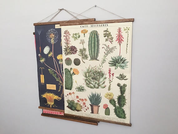 VINTAGE SCHOOL CHART - DANDELION BOTANY VINTAGE SCHOOL CHART - DANDELION BOTANY