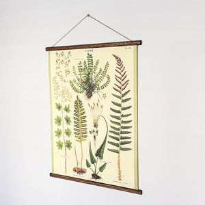May include: A vintage botanical illustration of ferns, printed on a cream-colored background. The poster is framed with a wooden dowel rod and is ready to hang.
