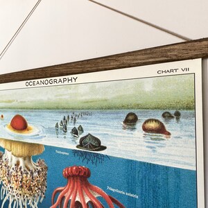 以下が含まれることがあります： 「海洋学」というタイトルのヴィンテージな教育チャートで、右上に「チャートVII」というラベルが付いています。チャートには、クラゲ、タコ、ナマコなど、さまざまな海洋生物のカラフルなイラストが描かれています。