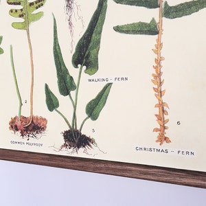 Ferns vintage poster school botanical chart image 6