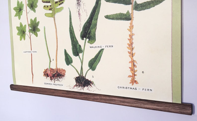 Ferns vintage poster school botanical chart image 6