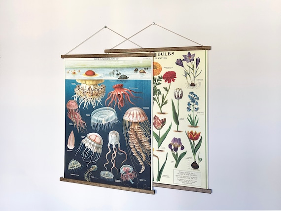 Jellyfish Poster: Vintage Oceanography School Chart with Wooden Hangers