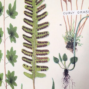 Ferns vintage poster school botanical chart image 5