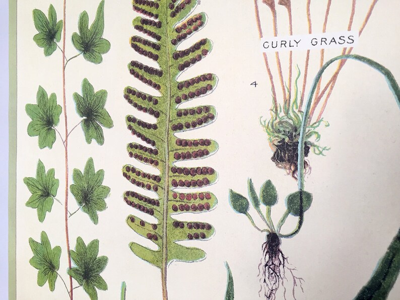 Ferns vintage poster school botanical chart image 5