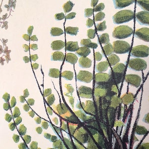 May include: A close-up of a vintage botanical illustration featuring a green fern with delicate, oval-shaped leaves. The fern is depicted with intricate detail, showcasing the natural beauty of this plant.