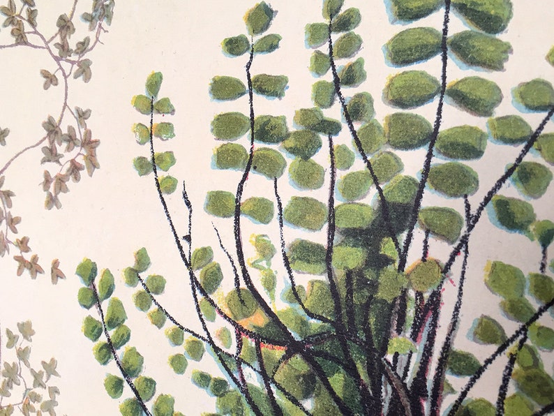 May include: A close-up of a vintage botanical illustration featuring a green fern with delicate, oval-shaped leaves. The fern is depicted with intricate detail, showcasing the natural beauty of this plant.