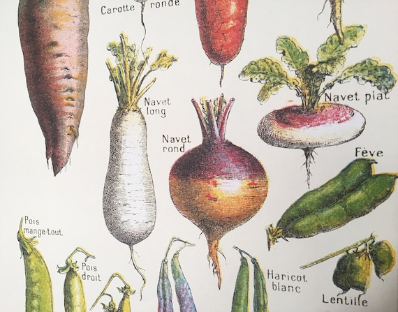 Root Vegetables Chart