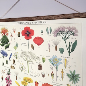 Poster Wilde bloemen exemplaren vintage poster botanische schoolkaart