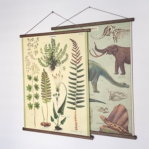 Ferns vintage poster school botanical chart image 8