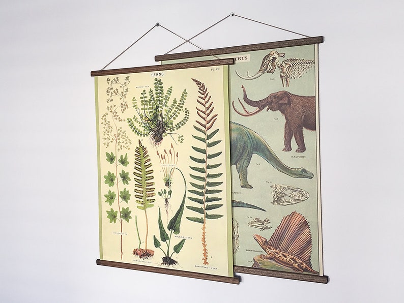 Ferns vintage poster school botanical chart image 8