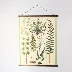Ferns vintage poster school botanical chart image 2