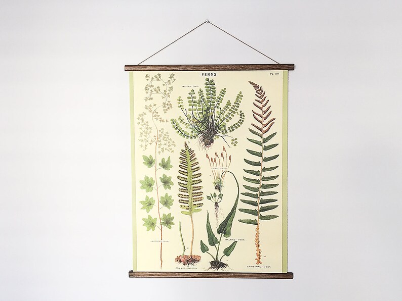 Ferns vintage poster school botanical chart image 2