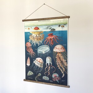以下が含まれることがあります： 「海洋学」というタイトルのヴィンテージな教育用チャートで、青い背景に様々なクラゲのカラフルなイラストが描かれています。チャートは木製のフレームで囲まれ、白い壁に掛けられています。