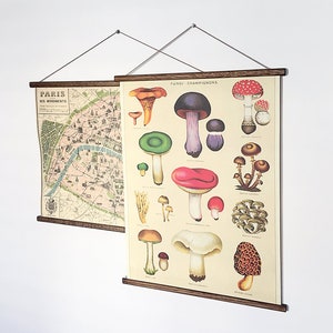 Mushrooms Fungi Champignons vintage poster, school chart with wooden hangers
