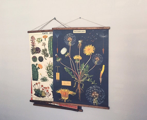 VINTAGE SCHOOL CHART - DANDELION BOTANY VINTAGE SCHOOL CHART - DANDELION BOTANY