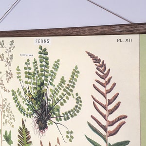 Ferns vintage poster school botanical chart image 3