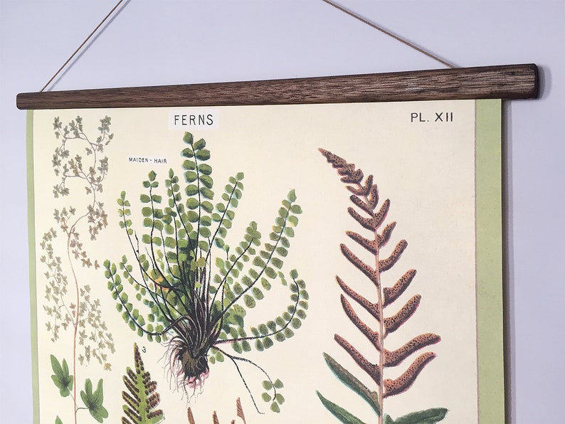 Ferns vintage poster school botanical chart image 3