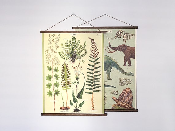 Ferns vintage poster school botanical chart