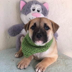 May include: A brown and tan puppy wearing a green crocheted scarf. The puppy is sitting in front of a gray and pink plush toy cat.