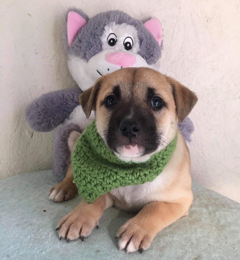 May include: A brown and tan puppy wearing a green crocheted scarf. The puppy is sitting in front of a gray and pink plush toy cat.