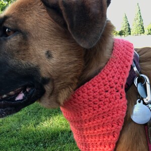 May include: A close-up of a brown dog wearing a coral pink crocheted bandana. The dog is looking to the right of the frame.