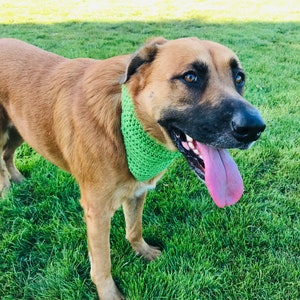 May include: A brown and black dog with a green bandana is standing on green grass. The dog has its tongue sticking out and is looking to the right.