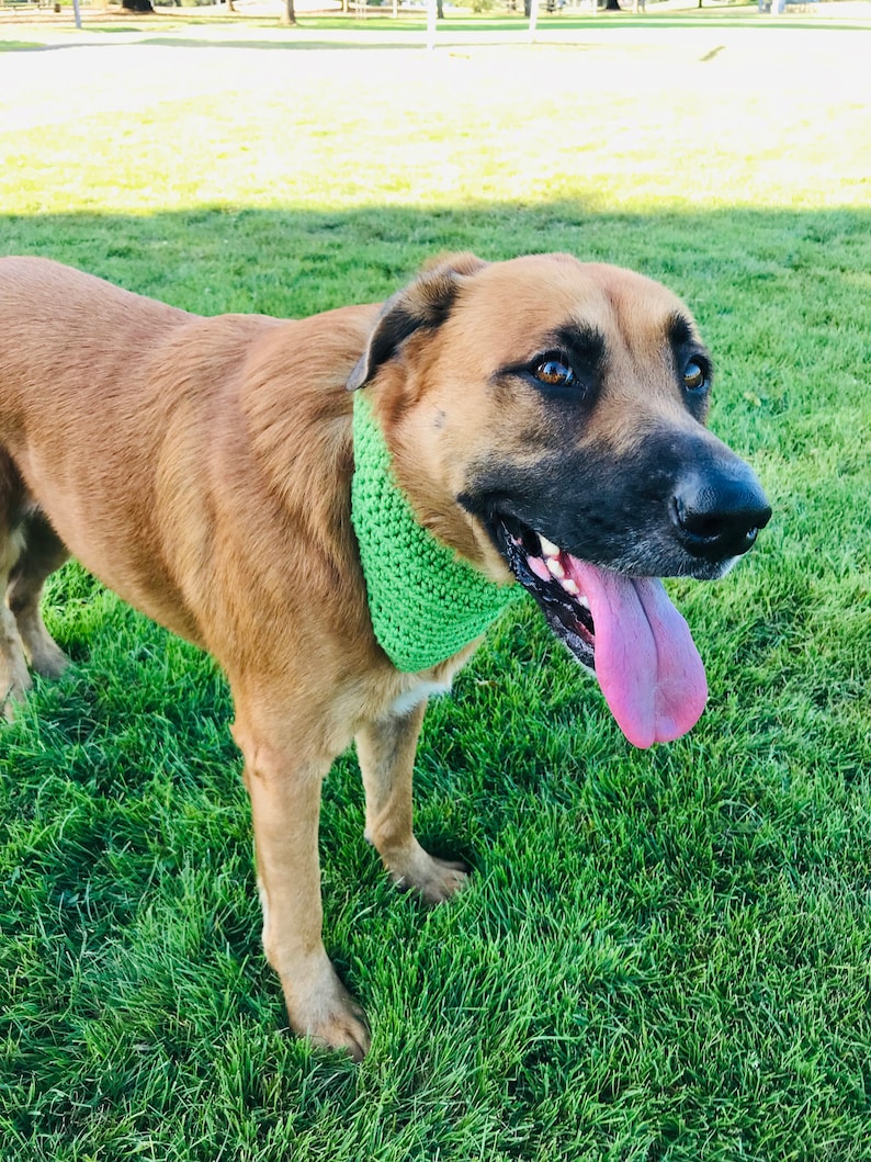 May include: A brown and black dog with a green bandana is standing on green grass. The dog has its tongue sticking out and is looking to the right.