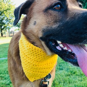 May include: A brown and black dog wearing a yellow crocheted bandana. The dog is wearing a red and brown striped leash.