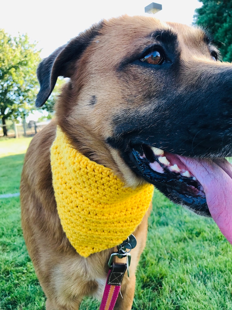 May include: A brown and black dog wearing a yellow crocheted bandana. The dog is wearing a red and brown striped leash.