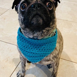 May include: A black and brown pug wearing a blue crocheted bandana. The dog is looking up at the camera with a curious expression.