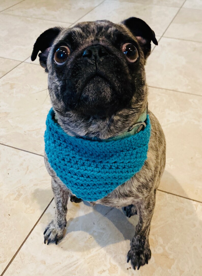 May include: A black and brown pug wearing a blue crocheted bandana. The dog is looking up at the camera with a curious expression.