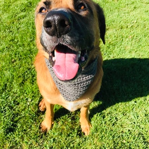 May include: A brown and tan dog with a gray knitted bandana is sitting on green grass. The dog has its tongue sticking out and is looking up at the camera.