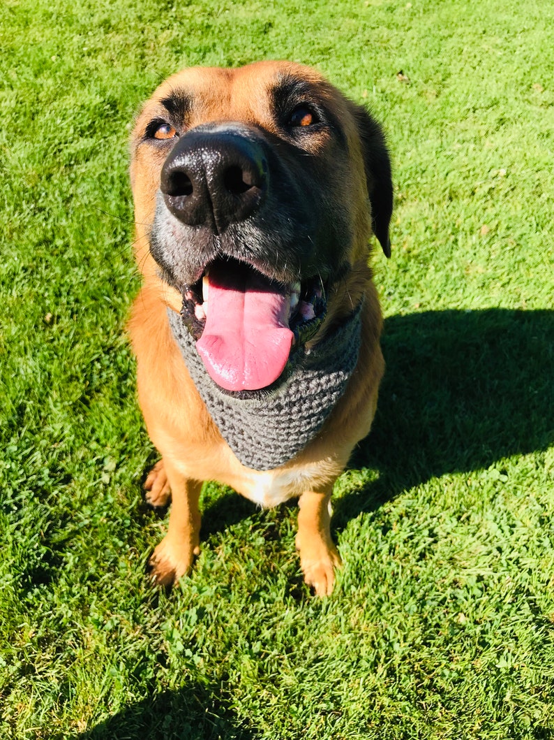 May include: A brown and tan dog with a gray knitted bandana is sitting on green grass. The dog has its tongue sticking out and is looking up at the camera.