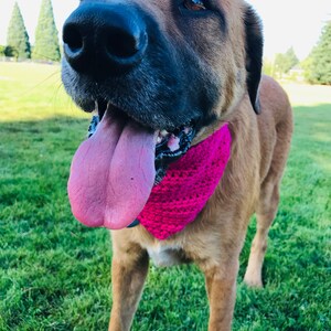 May include: A brown and tan dog with a pink bandana is sticking its tongue out. The dog is standing on green grass.