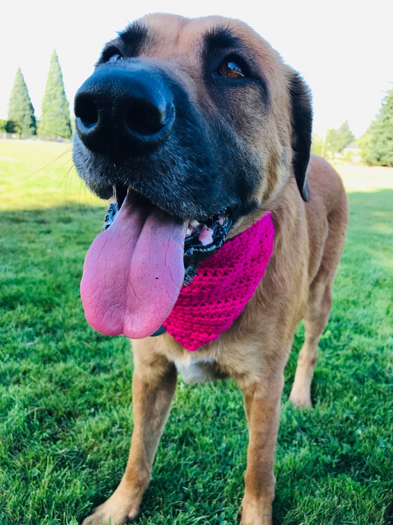 May include: A brown and tan dog with a pink bandana is sticking its tongue out. The dog is standing on green grass.