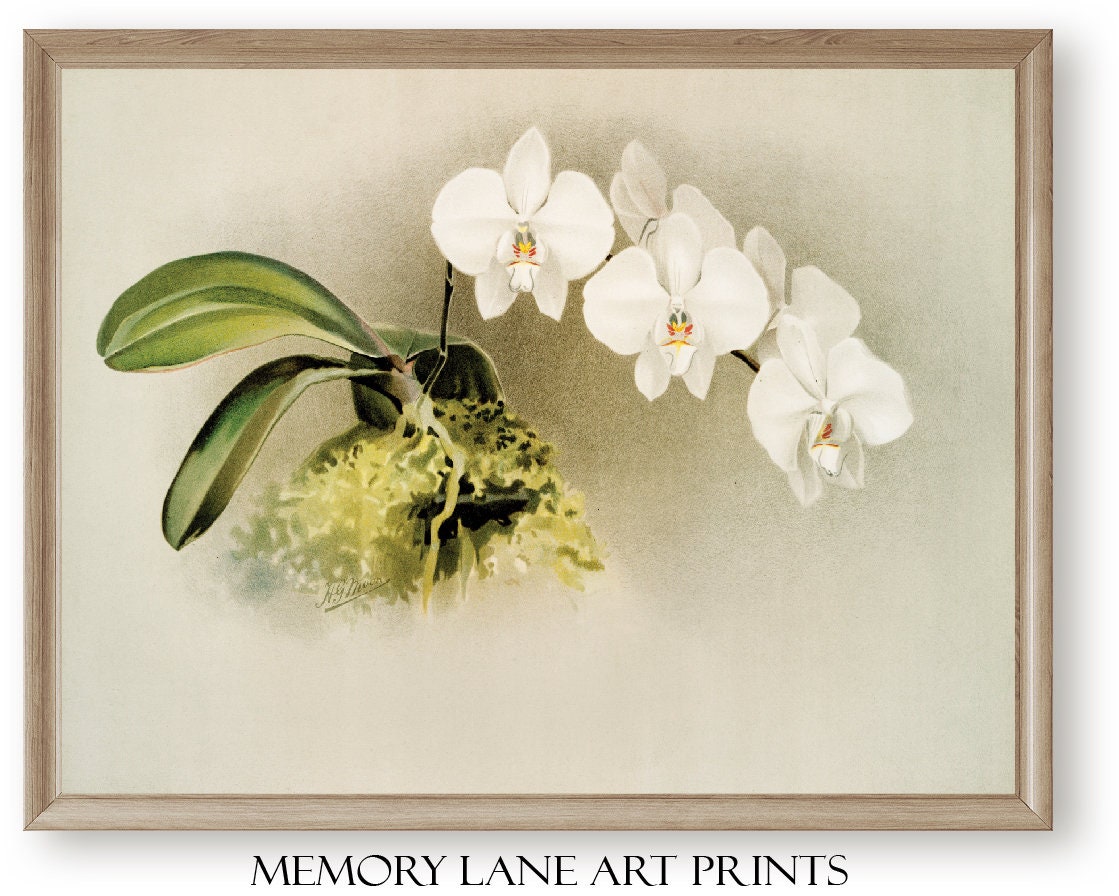 Vintage Botanical Printable Wall Art Digital Prints Vintage Art Home