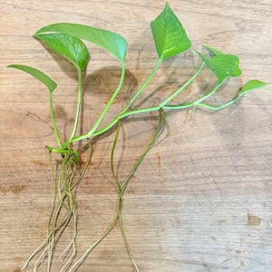 Puede incluir: Primer plano de un esqueje de planta pothos verde con varias hojas y raíces largas y finas. La planta está sobre una superficie de madera de color marrón claro. Las hojas son de color verde vibrante.