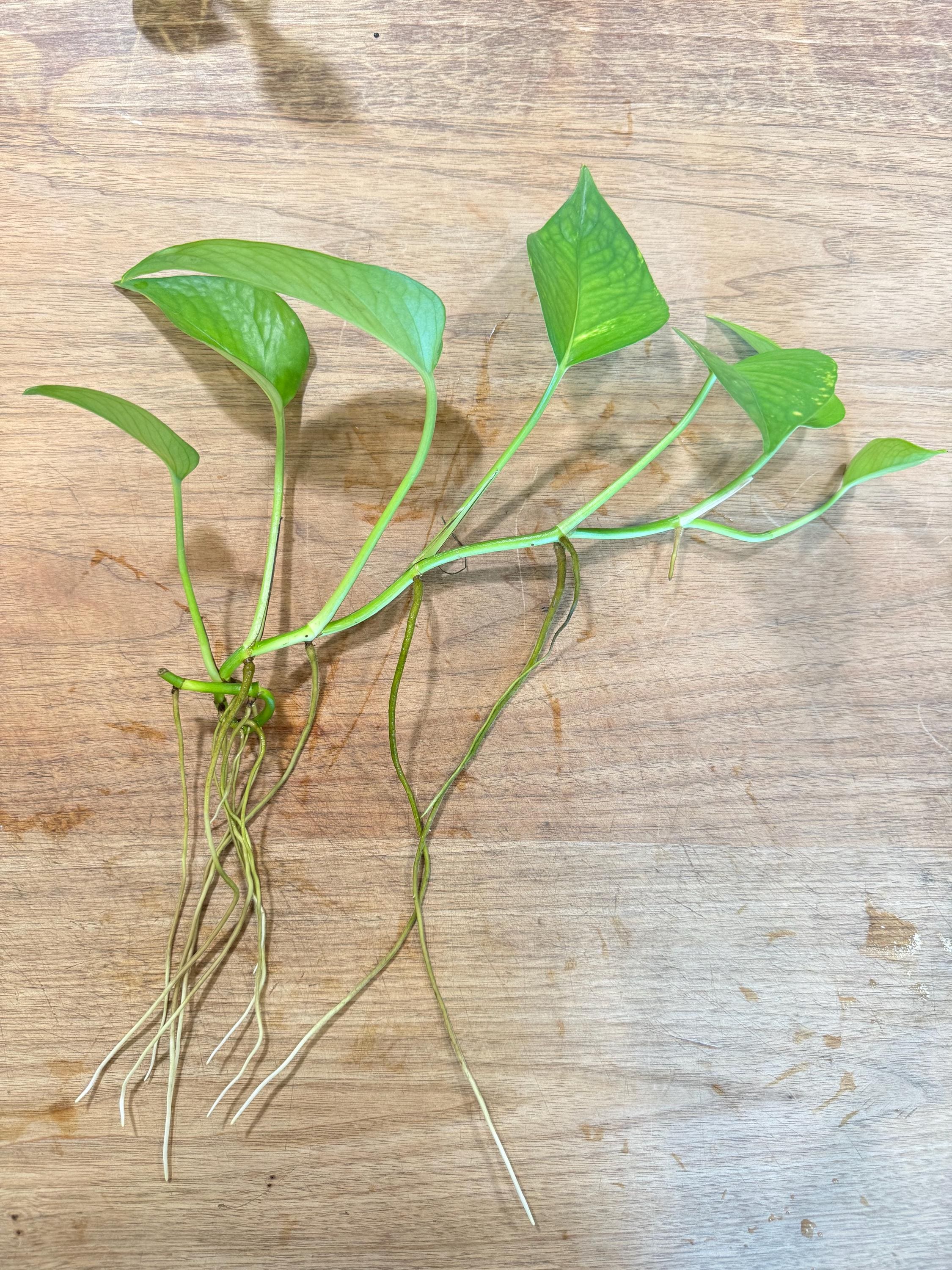 Jade pothos plant - Etsy.de