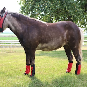 May include: A brown and white horse wearing a red fly mask and red leg wraps standing in a grassy field.